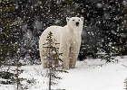 Polar bear in snow